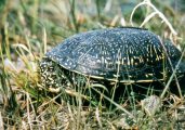 Mocsári teknős (A Magyarország védett állatai - Hüllők c. diafilm
                        részlete)