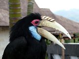 Egzotikus madár Balin (Indonézia)(Fotó: Konkoly-Thege György)