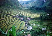 Teraszos földművelés a Fülöp-szigeteken (Batad)(fotó:
                            Konkoly-Thege György)