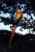 Papagáj (Guatemala)(fotó: Konkoly-Thege György)