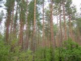Fenyőtörzsek Litvániában(Fotó: Konkoly-Thege György)