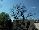Öreg fa - A budai Várhegy DNY-i lejtője (Fotó: Vimola Ágnes)