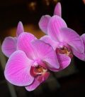 Orchidea(fotó: Vimola Ágnes)