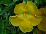 Sárga virág(fotó: Vimola Ágnes)