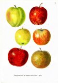 Nemes alma – Illusztáció Csapody Vera: Színes atlasz „Magyarország kulturflórájá”-hoz  című kötetéből