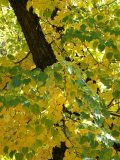 Az ősz színei(fotó: Perdy-Fazakas Brigitte)