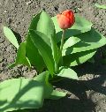 Tulipán(fotó: Bánkeszi Katalin)