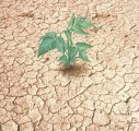 Kakasy Éva: Az elsivatagosodás és kiszáradás elleni küzdelem
