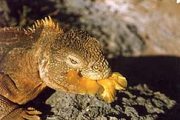 Egzotikus állat (Galapagosz)(fotó: Konkoly-Thege
                        György)